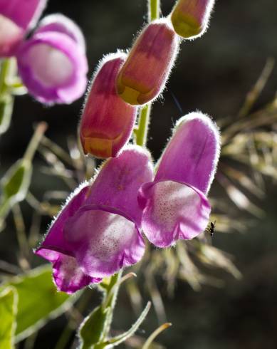 Fotografia de capa Digitalis thapsi - do Jardim Botânico