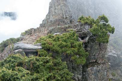 Fotografia da espécie Juniperus squamata