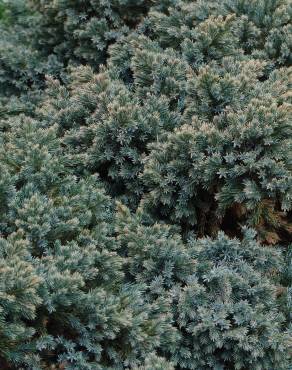 Fotografia 7 da espécie Juniperus squamata no Jardim Botânico UTAD