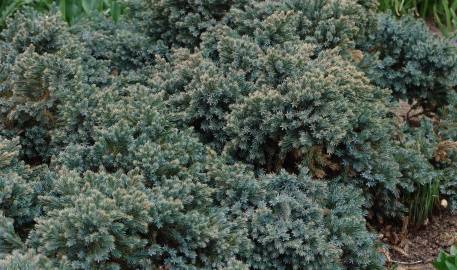 Fotografia da espécie Juniperus squamata