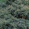 Fotografia 7 da espécie Juniperus squamata do Jardim Botânico UTAD