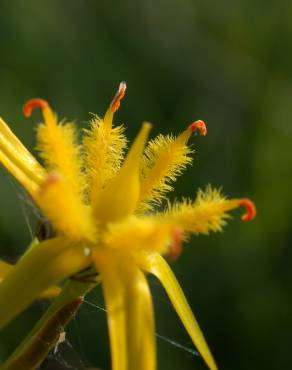 Fotografia 5 da espécie Narthecium ossifragum no Jardim Botânico UTAD