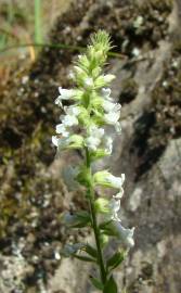 Fotografia da espécie Anarrhinum duriminium