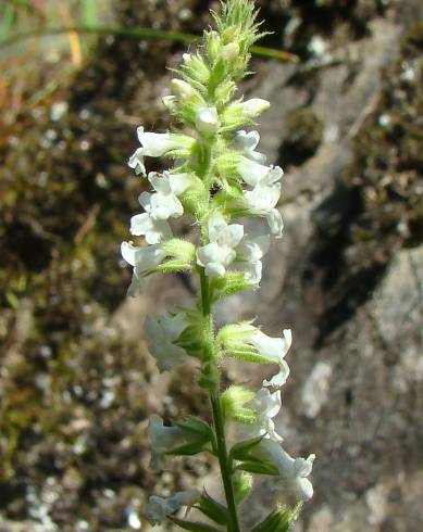 Fotografia de capa Anarrhinum duriminium - do Jardim Botânico