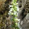 Fotografia 1 da espécie Anarrhinum duriminium do Jardim Botânico UTAD