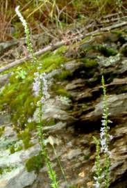 Fotografia da espécie Anarrhinum bellidifolium