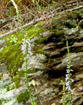 Fotografia 11 da espécie Anarrhinum bellidifolium no Jardim Botânico UTAD