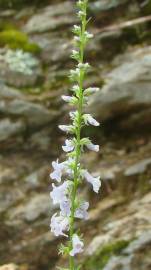 Fotografia da espécie Anarrhinum bellidifolium