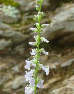 Fotografia 12 da espécie Anarrhinum bellidifolium no Jardim Botânico UTAD