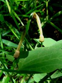 Fotografia da espécie Aristolochia paucinervis