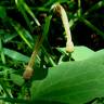 Fotografia 4 da espécie Aristolochia paucinervis do Jardim Botânico UTAD