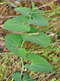 Fotografia da espécie Aristolochia paucinervis