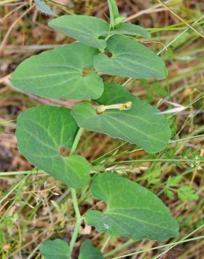 Fotografia 5 da espécie Aristolochia paucinervis no Jardim Botânico UTAD