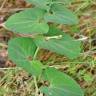 Fotografia 5 da espécie Aristolochia paucinervis do Jardim Botânico UTAD