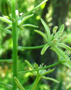 Fotografia 5 da espécie Ornithogalum pyrenaicum subesp. pyrenaicum no Jardim Botânico UTAD