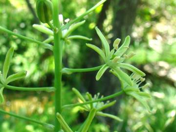 Fotografia da espécie Ornithogalum pyrenaicum subesp. pyrenaicum