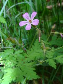 Fotografia da espécie Geranium robertianum subesp. robertianum