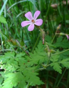 Fotografia 5 da espécie Geranium robertianum subesp. robertianum no Jardim Botânico UTAD