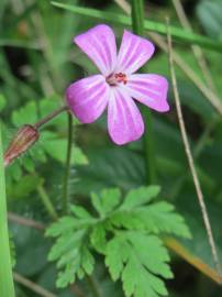 Fotografia da espécie Geranium robertianum subesp. robertianum