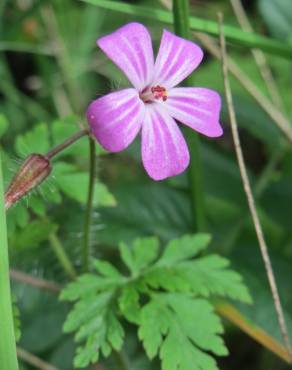 Fotografia 6 da espécie Geranium robertianum subesp. robertianum no Jardim Botânico UTAD