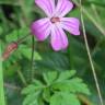 Fotografia 6 da espécie Geranium robertianum subesp. robertianum do Jardim Botânico UTAD