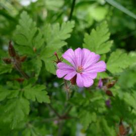 Fotografia da espécie Geranium robertianum subesp. robertianum