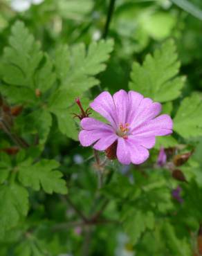 Fotografia 7 da espécie Geranium robertianum subesp. robertianum no Jardim Botânico UTAD