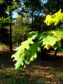 Fotografia da espécie Quercus robur