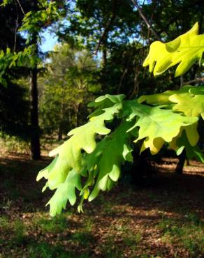 Fotografia 3 da espécie Quercus robur no Jardim Botânico UTAD