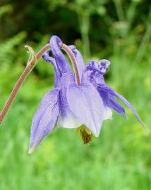 Fotografia da espécie Aquilegia vulgaris subesp. dichroa