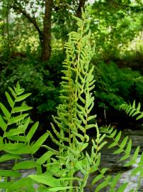 Fotografia da espécie Osmunda regalis