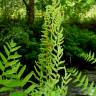 Fotografia 12 da espécie Osmunda regalis do Jardim Botânico UTAD