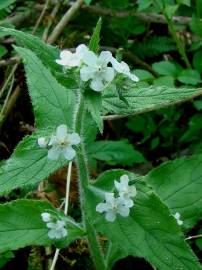 Fotografia da espécie Pentaglottis sempervirens