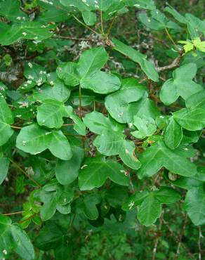 Fotografia 5 da espécie Acer campestre no Jardim Botânico UTAD