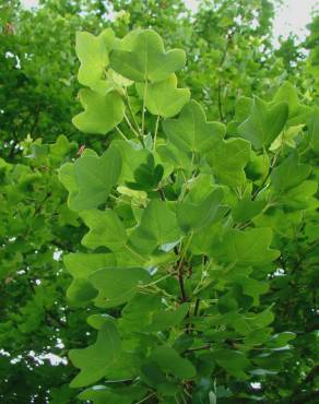 Fotografia 6 da espécie Acer campestre no Jardim Botânico UTAD