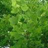 Fotografia 6 da espécie Acer campestre do Jardim Botânico UTAD