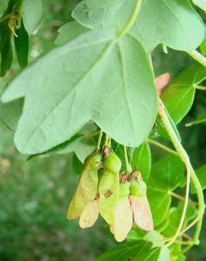 Fotografia 1 da espécie Acer campestre no Jardim Botânico UTAD