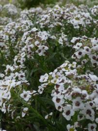 Fotografia da espécie Lobularia maritima subesp. maritima