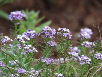 Fotografia da espécie Lobularia maritima subesp. maritima