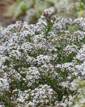 Fotografia 5 da espécie Lobularia maritima subesp. maritima no Jardim Botânico UTAD