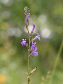 Fotografia da espécie Lobelia urens