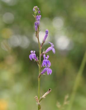 Fotografia 4 da espécie Lobelia urens no Jardim Botânico UTAD