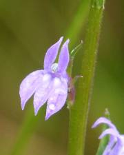 Fotografia da espécie Lobelia urens