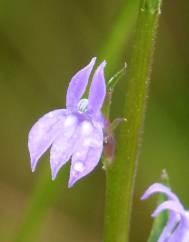 Lobelia urens