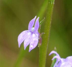 Fotografia da espécie Lobelia urens