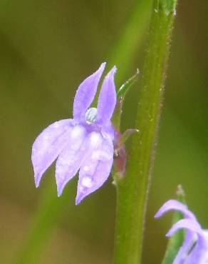 Fotografia 1 da espécie Lobelia urens no Jardim Botânico UTAD