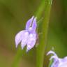 Fotografia 1 da espécie Lobelia urens do Jardim Botânico UTAD