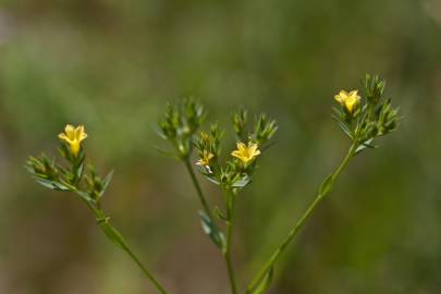 Fotografia da espécie Linum strictum subesp. strictum var. strictum