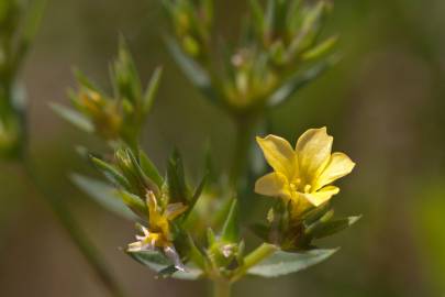 Fotografia da espécie Linum strictum subesp. strictum var. strictum