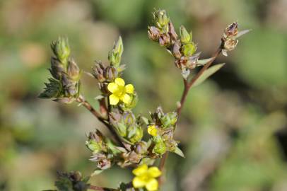 Fotografia da espécie Linum strictum subesp. strictum var. strictum